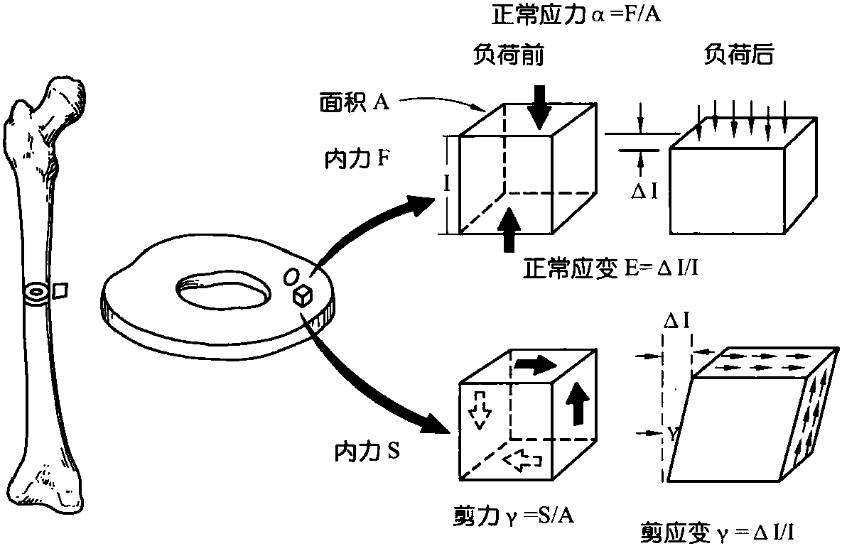 應(yīng)力、應(yīng)變和彈性模量